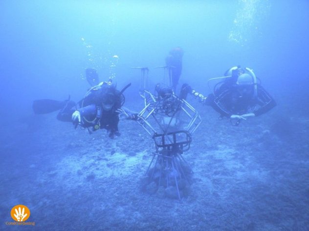 Buddy the new CoralGardener