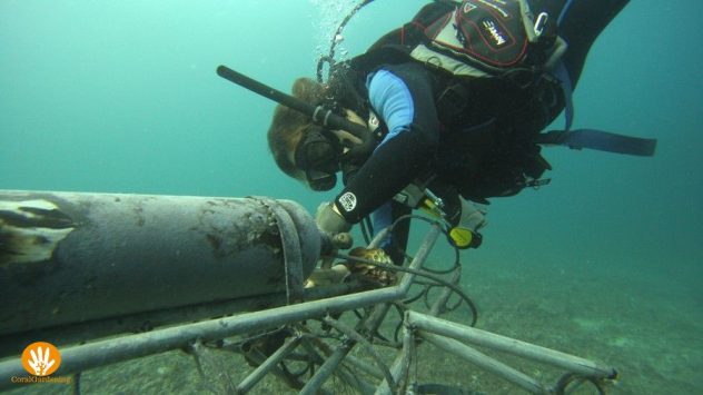 Transplanting coral on Buddy