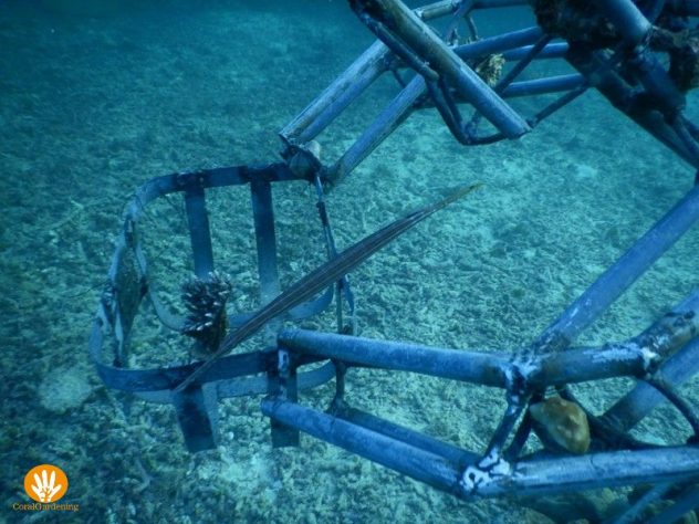 A trumpetfish lives near Buddy