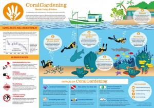 A4 - infographic coral gardening - 160112s