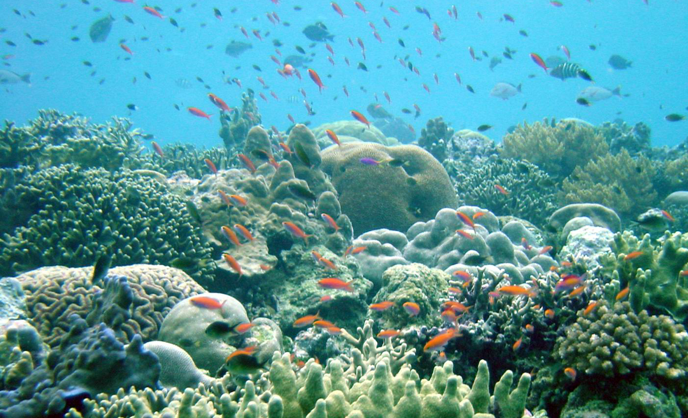 Beautiful healthy reef