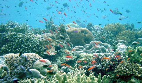 Beautiful healthy reef