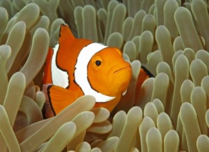 Nemo