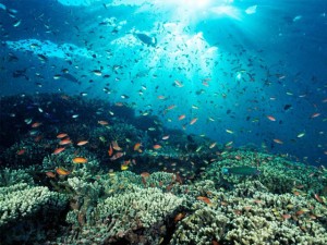 Coral Reefs Garden Gardening Dos Winkel