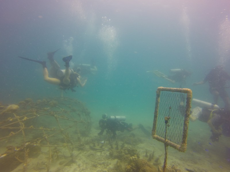 Coral-Aid system in Aow Leuk, Koh Tao