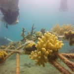 Coral grows on mineral accretion devices Coral-Aid