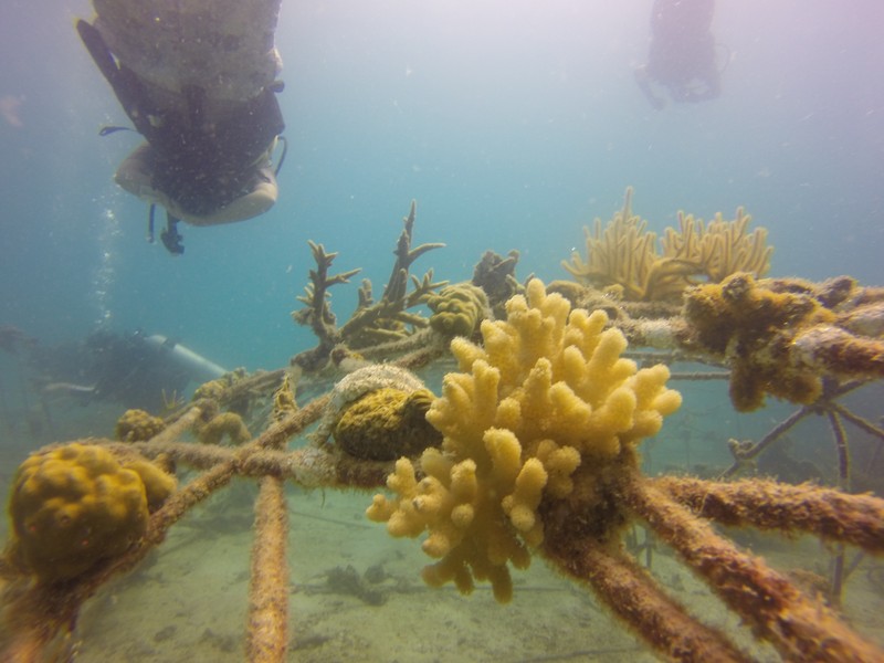 Coral attached to the metal structures of the Coral-Aid system Coral grows on mineral accretion devices Coral-Aid
