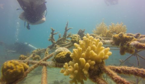 Coral grows on mineral accretion devices Coral-Aid