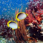 The entire ecosystem is essential for a healthy reef