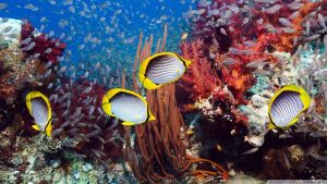 A well balanced ecosystem is essential for a healthy reef
