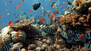 All fish and their droppings are important for a beautiful coral reef.