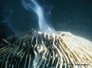 Coral Spawning - Peter Harrison