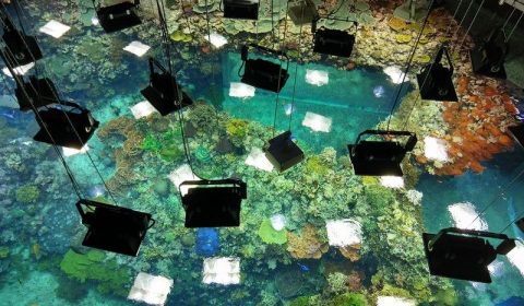 Koraal aquarium bij Burgers' Ocean