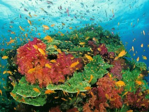 coral_curiosoanimal.blogspot.com (9)