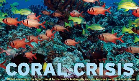CoralCrisis