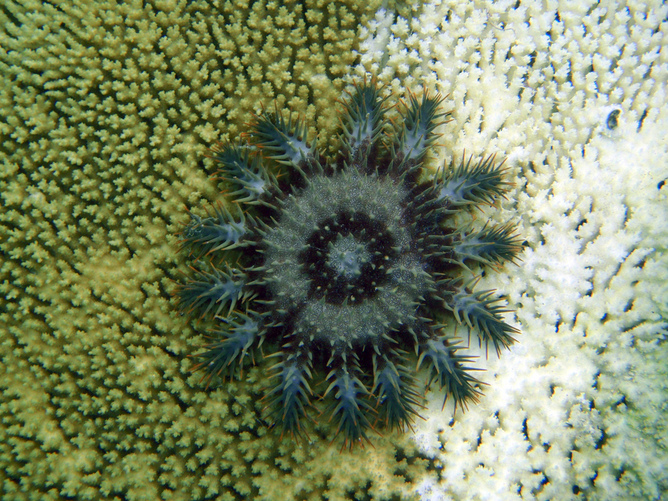 Crown of thorns - 01