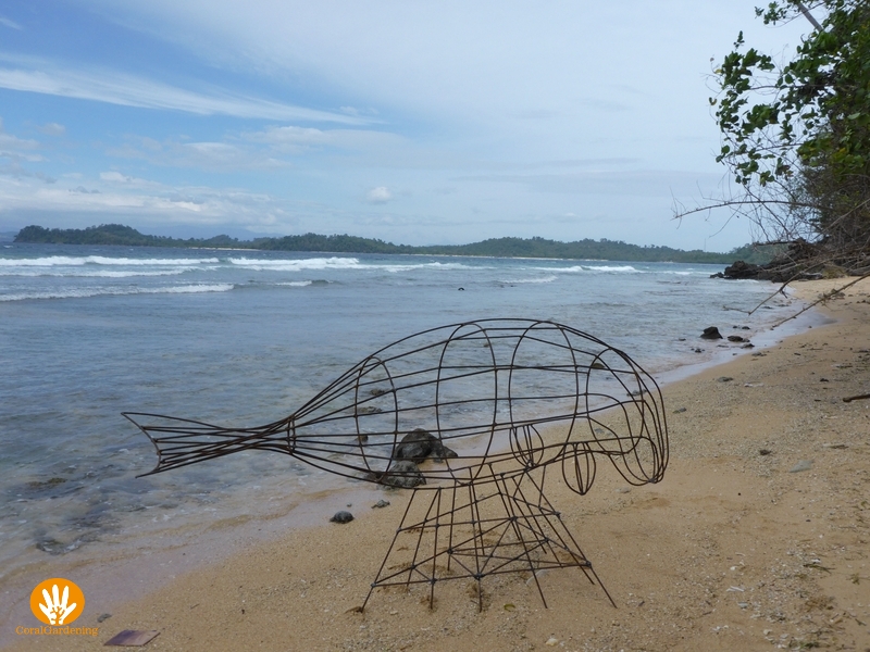 The dugong on the beach.