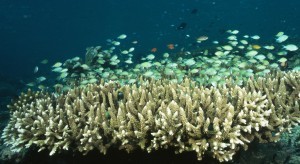 Coral Reefs Garden Gardening Dos Winkel