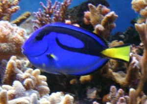Dory is een Picasso doktersvis