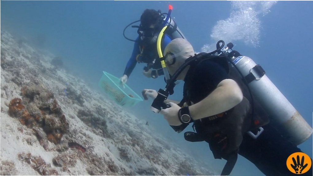 Vera and Frank collecting coral fragments of hope.