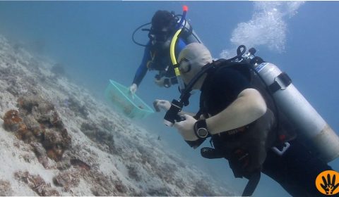 Vera and Frank collecting coral fragments of hope.