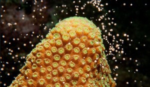 Great-Barrier-Reef-Coral-Spawning