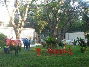 Hollandse koeien in Bangkok
