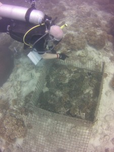 Frank counts the Giant Clams in a cage.