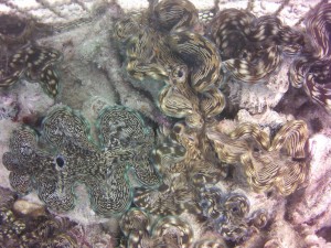 Giant Clams have the nicest colors.