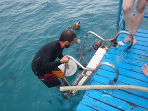 Pau geeft de betonnen voeten aan een van de freedivers.