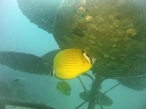 An other butterflyfish lives below the flower. Corrected in Picture Fix.
