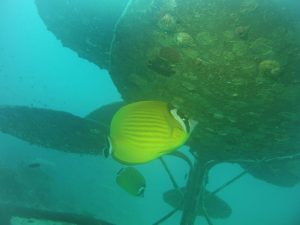 An other butterflyfish lives below the flower.