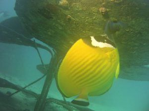 A butterflyfish lives below the flower (corrected).