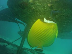 A butterflyfish lives below the CoralGardening flower.