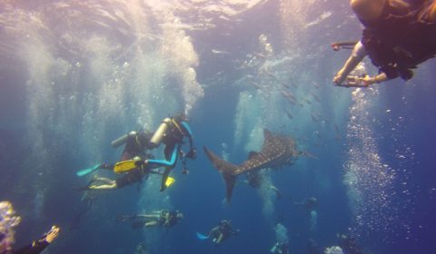 Whale Shark Mania on Koh Tao