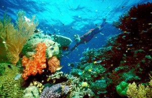 - UNDATED FILE PHOTO - A tourist swims on the Great Barrier Reef in this undated file picture. Fishi..