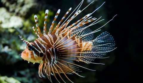 Lionfish hunt in packs and share prey.