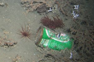 A can found at 950 m depth on the ocean floor.