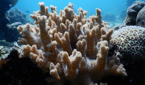 Mimic anemone at Bangka Island
