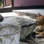 Ninja CoralCat checks the work of CoralGardening