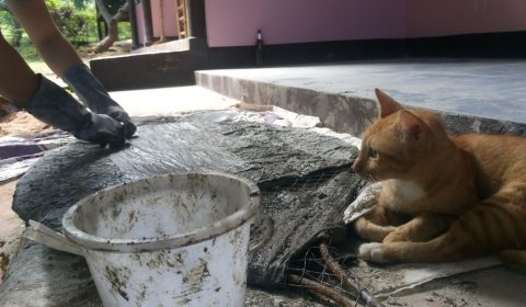Ninja CoralCat check work CoralGardening