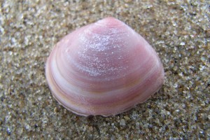 Het nonnetje