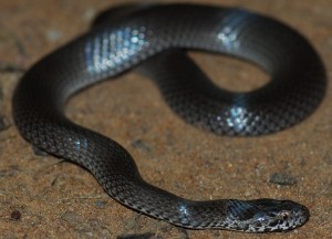Orn snake