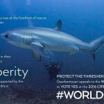 Thresher shark with a diver.