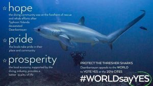 Thresher shark with a diver.