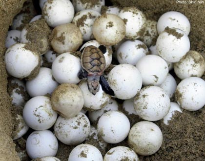 Turtle crawls out of the nest.