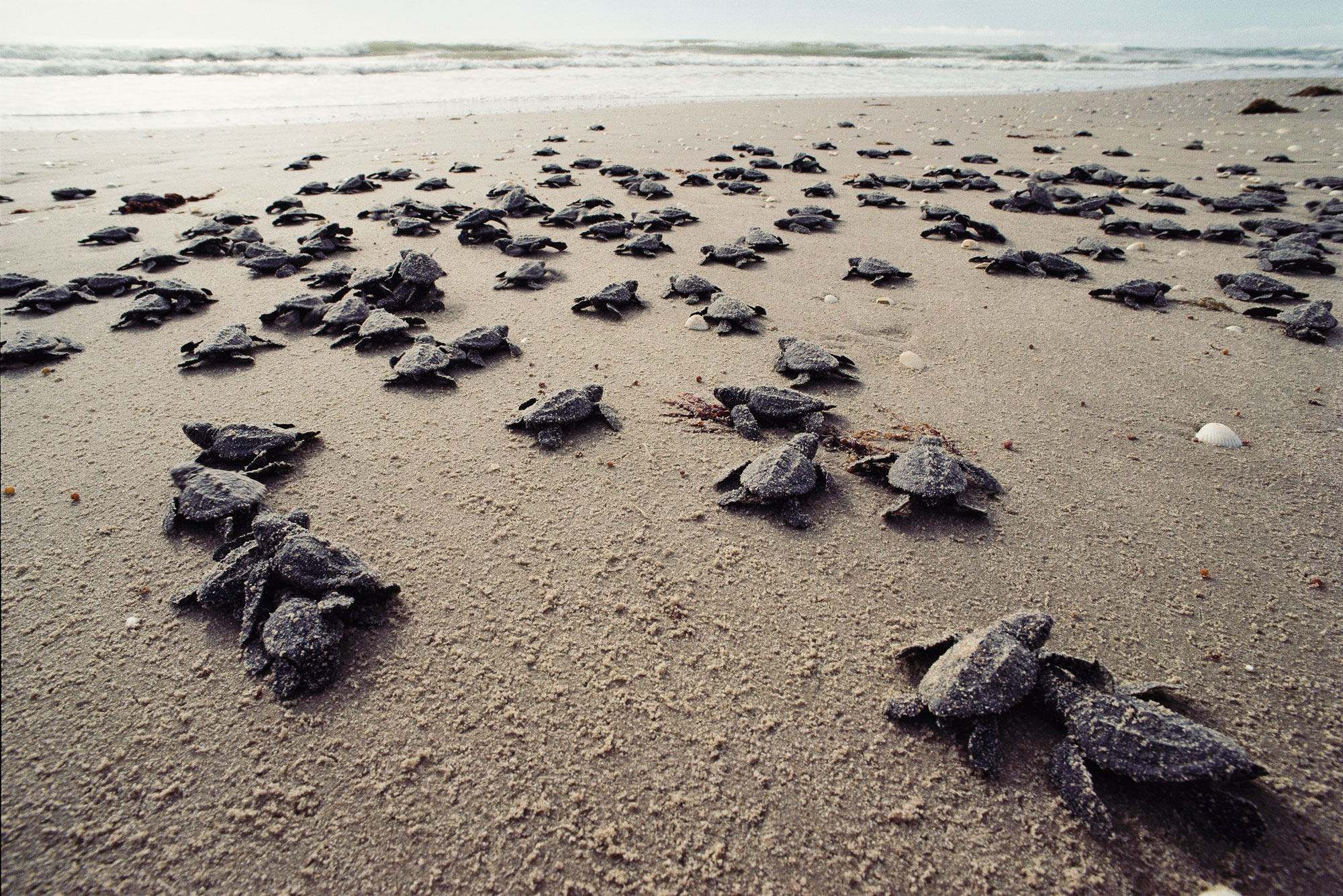 Many sea turtles just emerged from the nest on their way to the sea.