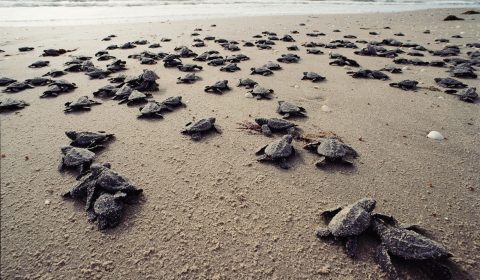 Schildpad kruipt uit het nest