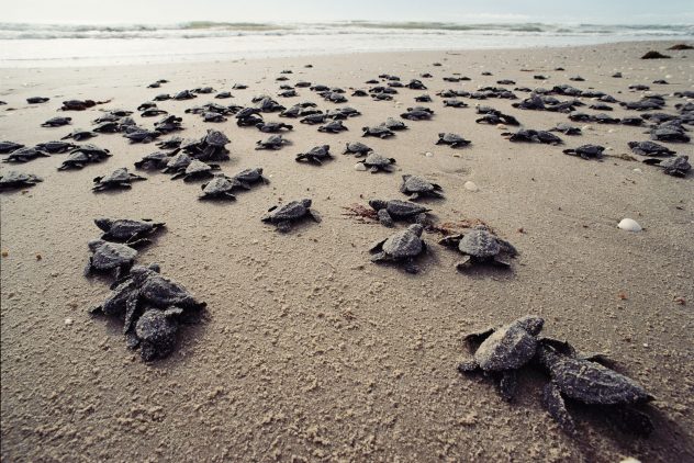 Vele net uit het nest gekomen zeeschildpadden op weg naar de zee.