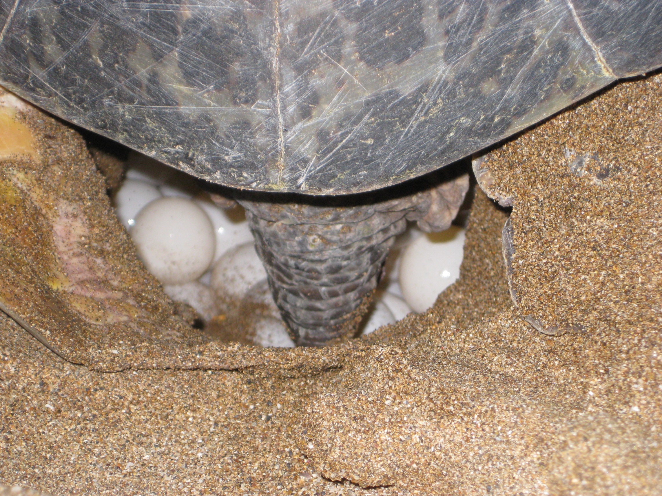 Sea turtles lay their eggs on the beach.
